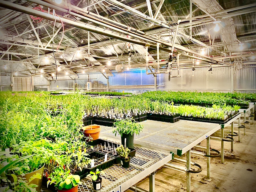 Uprawa marihuany w agrowłókninie: poradnik ogrodnika 1 Photo "Growing marijuana in agrotextile"