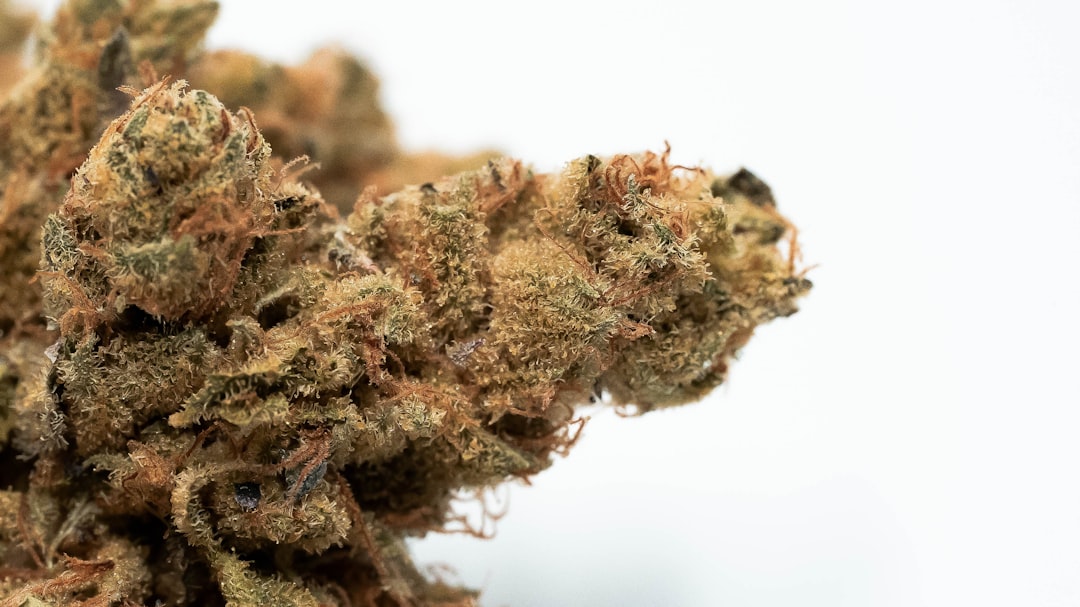 Uprawa marihuany w kokosie: poradnik dla początkujących 1 Photo Cannabis plants